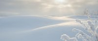 Winter landscape with snow-covered ground and delicate frost-covered grass stems against soft cloudy sky creating peaceful seasonal atmosphere.