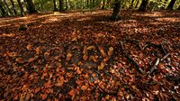 Autumn forest floor covered with fallen orange and brown leaves, tree trunks and branches in warm golden light of fall season.