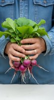 Farmer holding freshly harvested purple radishes with green leafy tops and roots, wearing denim shirt. Suitable for agriculture, organic farming, and gardening content.