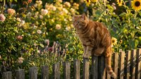 Ginger tabby cat standing on wooden fence surrounded by blooming sunflowers and wildflowers in sunny garden setting.