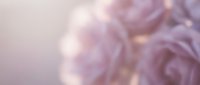 Soft lavender roses with blurred petals create a dreamy, romantic atmosphere suitable for wedding designs, greeting cards, and romantic event marketing materials.