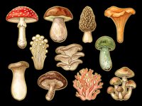 Watercolor mushroom clipart set with fly agaric, porcini, morel, chanterelle, oyster, and coral fungi, isolated on transparent background, ready for stickers, t-shirt design, and print on demand.