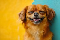 Happy smiling brown Chihuahua mix dog with closed eyes against vibrant yellow and turquoise wall background showing positive pet emotions and joy.