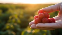 Fresh red raspberries in cupped hands during golden hour sunset with warm natural lighting and blurred garden background for healthy eating concepts.