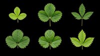 Strawberry leaves in various sizes and shades of green, isolated on transparent background, ready for clipart, t-shirt design, stickers, print-on-demand products, and sublimation projects.