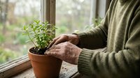Senior hands nurturing young plant in terracotta pot by window. Gardening, growth, care, sustainability, indoor plants, home cultivation concept.