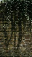 Green ivy vines cascading down weathered brick wall creating natural organic texture for rustic garden design backgrounds and botanical decor projects.
