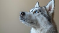 Close-up portrait of gray and white Siberian Husky dog with blue eyes looking up against neutral background, showing attentive and loyal expression.
