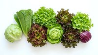Fresh assorted lettuce and leafy greens including romaine, butterhead, and red leaf varieties isolated on white background for culinary and healthy eating designs.