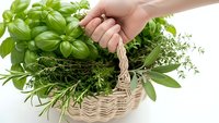 Hand holding wicker basket filled with fresh aromatic herbs including basil, rosemary and thyme on white background for culinary cooking recipes.
