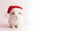 White guinea pig wearing red Santa hat on pink background for Christmas holiday greeting cards and seasonal pet photography.