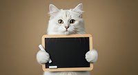 Fluffy white cat holding blank chalkboard with paws against neutral background, ready for custom text or messaging for advertising and promotional campaigns.