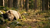 Brown bear resting on mossy forest floor among rocks and trees in natural woodland habitat during golden hour lighting.