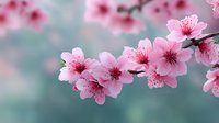 Pink cherry blossom flowers blooming on tree branch in spring garden with soft blurred background for nature and seasonal design projects.