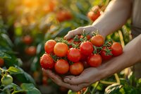 Fresh organic cherry tomatoes harvested by hands in sunset garden light. Close up view of ripe red tomatoes on vine, perfect for farm-to-table concept and healthy eating lifestyle.