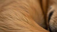 Close-up macro shot of golden brown animal fur texture showing fine hair strands and natural patterns for wildlife and nature photography projects.