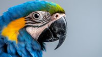 Close up portrait of blue and gold macaw parrot head showing detailed feathers, beak texture and eye against neutral background, suitable for wildlife photography.