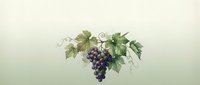 Elegant grape cluster with green leaves and curling vines on soft gradient background for wine industry branding and vineyard marketing materials.