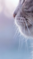 Close-up macro shot of gray tabby cat whiskers and nose in soft natural light with dreamy bokeh background for pet care and feline wellness content.