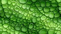 Green organic cellular pattern with translucent bubble-like shapes creating abstract background texture. Natural microscopic appearance suitable for biology or science designs.