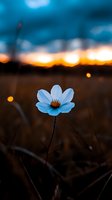 Delicate white cosmos flower against dramatic sunset sky, glowing orange horizon contrasts with deep blue dusk, creating moody nature atmosphere in wild meadow.