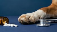 Dog paw with stethoscope and medication pills on blue background, representing veterinary care, pet health checkup, and animal medicine treatment.