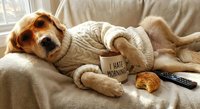 Dog wearing cozy sweater holding I hate mornings sign on sofa with croissant and remote control. Lazy morning pet humor concept for home comfort designs.