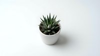 Small succulent plant in white ceramic pot on clean background for home decor and interior design projects.