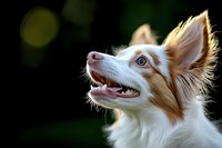 Happy red border collie dog looking up with open mouth and bright expression against blurred natural background for pet care and animal wellness concepts.