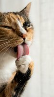 Adorable calico cat grooming with pink tongue out, showing natural feline behavior and hygiene habits for pet care and animal wellness content.