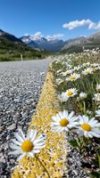 Wild daisies growing along mountain road with yellow line marking, dramatic alpine peaks and blue sky in background, summer outdoor nature scene.