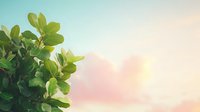 Fresh green leaves against soft pastel sky background with sunlight creating dreamy natural atmosphere, selective focus on foliage creates depth and bokeh effect.