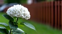 White hydrangea flower head with lush green leaves against blurred wooden fence background in garden setting, showcasing natural summer bloom and botanical detail.