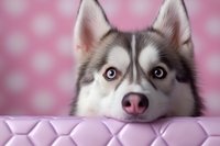 Adorable Siberian Husky puppy with bright blue eyes resting chin on pink cushioned surface against soft bokeh background, expressing curious and gentle look.