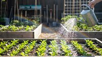 Person watering young vegetable seedlings in raised garden beds with metal watering can. Organic farming and sustainable gardening concept.