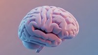 Human brain anatomy model with pink and blue gradient coloring showing detailed cerebral cortex folds and neural structure for medical education.