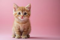 Adorable ginger kitten with blue eyes sitting on pink background, looking directly at camera. Sweet expression on fluffy baby cat face creates heartwarming pet portrait.