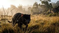 Black cow grazing in golden grassland during warm sunset light with trees and misty atmosphere creating peaceful rural farm scene.