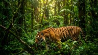 Tiger walking through dense tropical forest with lush green vegetation and dappled sunlight filtering through canopy, wildlife and nature photography.