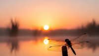 Dragonfly silhouette perched on branch against golden sunset over calm lake water with warm orange sky reflection creating peaceful nature scene.