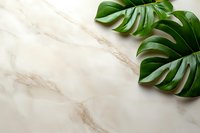 Fresh monstera leaves on luxurious beige marble background with natural veining pattern. Minimalist botanical composition with copy space for spa and wellness design.
