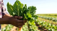 Fresh kale bunch held by farmer in agricultural field, showcasing organic vegetable harvest and sustainable farming practices for food production and agriculture industry use.