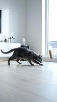 Gray tabby cat stretching in minimalist modern bathroom with white vanity, wooden floor, and bright natural light from large window for home decor.