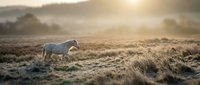 Coyote walking through frost-covered grassland at sunrise with misty forest backdrop, wildlife in natural habitat.