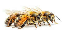 Three honey bees in row showing detailed anatomy and wing structure against white background, macro photography closeup of pollinator insects isolated.