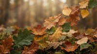 Autumn oak leaves in warm golden and brown tones scattered on forest ground with soft bokeh background creating peaceful seasonal atmosphere.