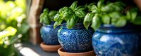 Fresh basil plants growing in decorative blue ceramic pots with ornate patterns, arranged on terracotta saucers against blurred garden background.