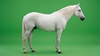 White horse standing in profile on green background isolated for design and marketing materials.