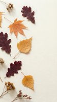 Autumn leaves collection with oak maple and birch foliage in warm orange burgundy colors scattered on neutral background for seasonal design projects.