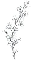Delicate cherry blossom branch line art drawing on white background, featuring graceful petals and flowing stems. Suitable for tattoo designs and artistic projects.